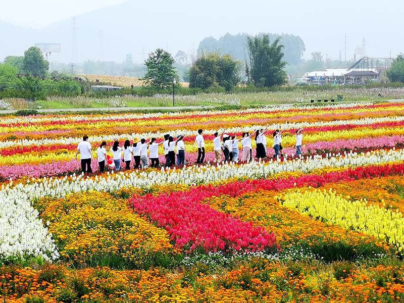 成都的花海在哪里(成都千亩花海在哪里)