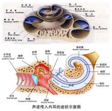 猫前庭在哪(猫前庭综合征)