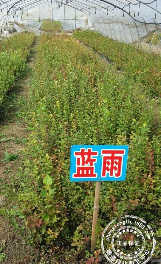 蓝莓种苗在哪里(蓝莓树苗多少钱一棵)