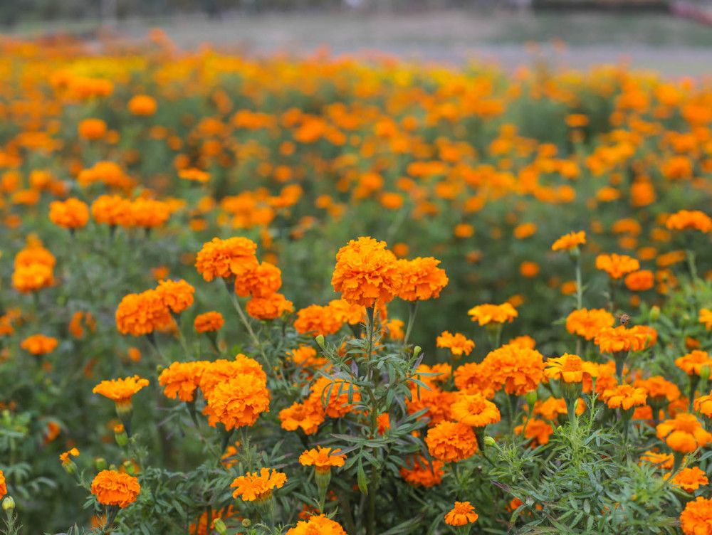 温州花卉市场在哪里的简单介绍