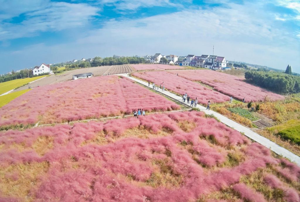 华农粉黛草在哪里(佛山粉黛草花海在哪里)