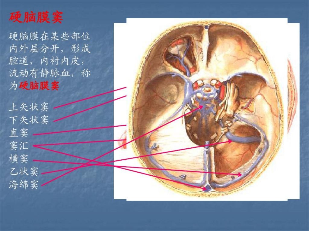 脑室在哪(第四脑室在哪)