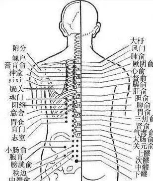 膀胱在哪边(膀胱在哪个位置)