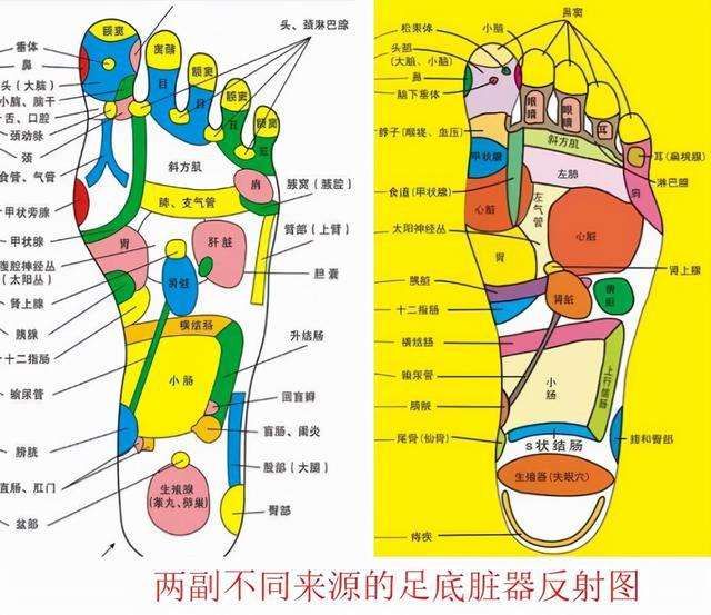 肠胃脚底反射区在哪里(脚底肠胃反射区有硬块代表什么)