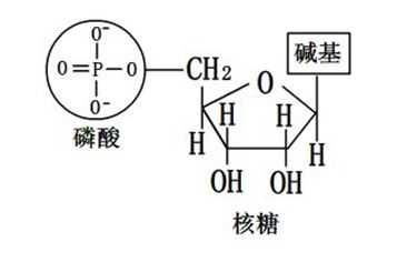 核酸在哪(核酸在哪个医院做都可以)