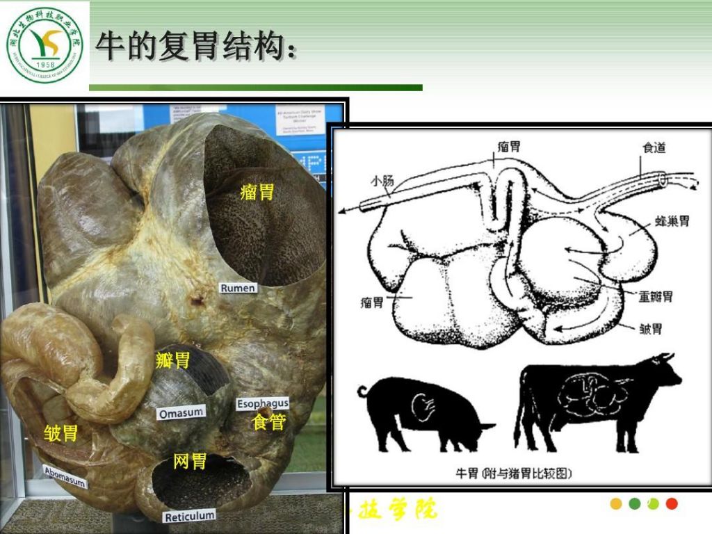 羊瘤胃在哪(羊瘤胃积食怎么治疗)