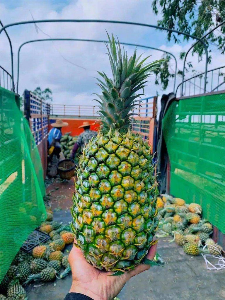 菠萝的产地在哪里(鑿犺悵鐨勪骇鍦版槸鍝噷)