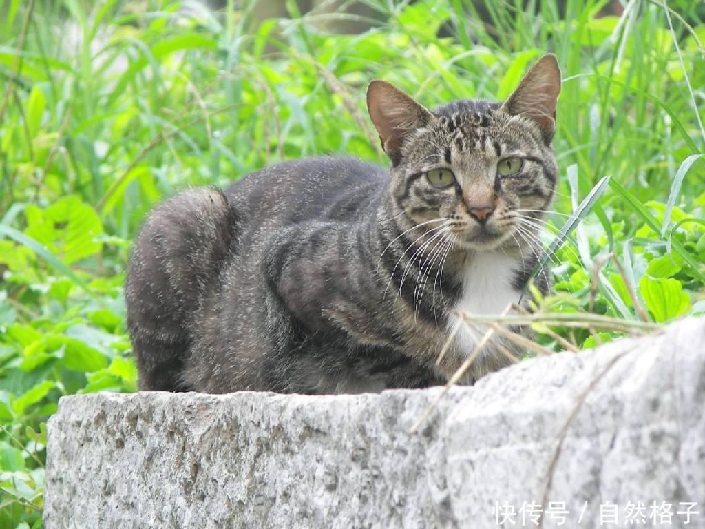 野猫生活在哪里(野猫通常生活在哪里)