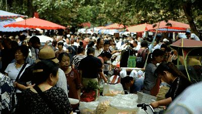 西安猫市在哪(纤毛是什么)