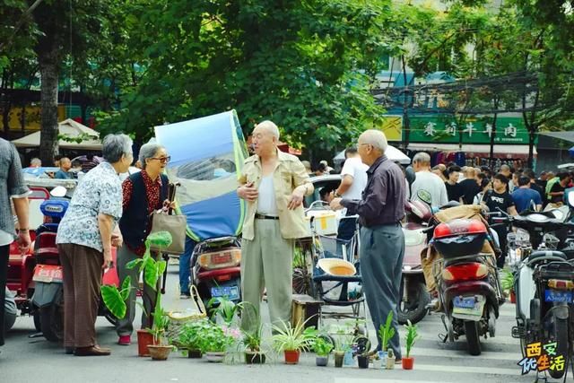 西安猫市在哪(纤毛是什么)