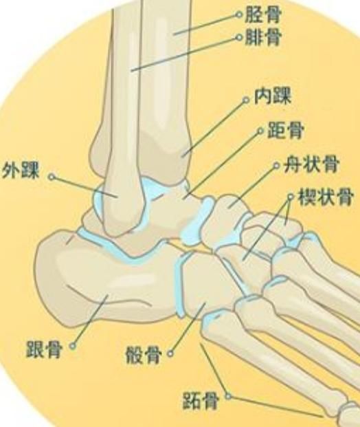 内踝线在哪里(胫骨内踝在哪里)