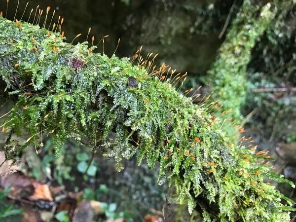 腾冲瑞丽在哪里(腾冲瑞丽芒市旅游攻略)