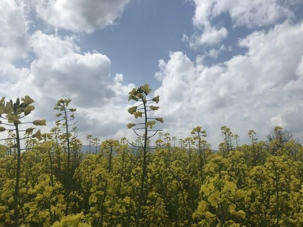 腾冲瑞丽在哪里(腾冲瑞丽芒市旅游攻略)