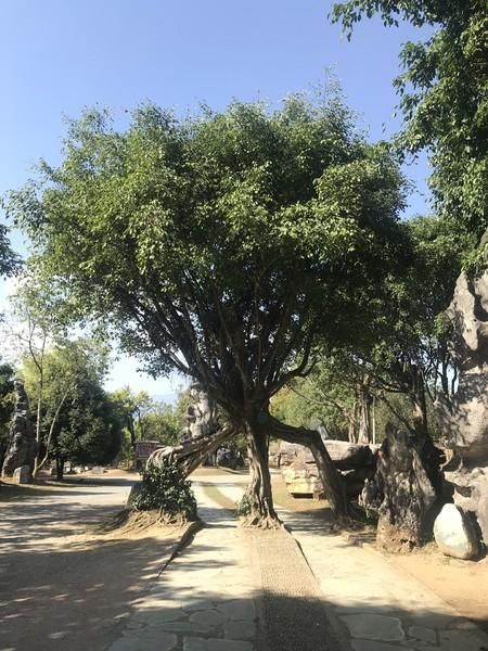 腾冲瑞丽在哪里(腾冲瑞丽芒市旅游攻略)