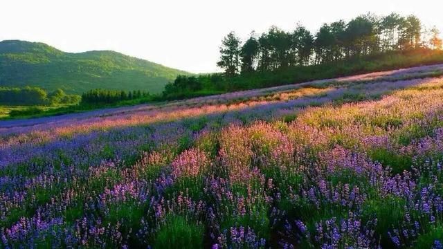 武汉薰衣草庄园在哪里(武汉薰衣草庄园)