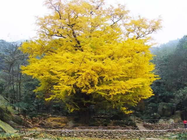 镜湖居在哪(镜湖居)