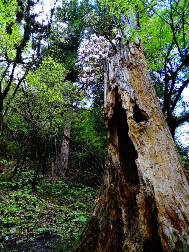 卧龙邓生沟在哪里(卧龙邓生沟)