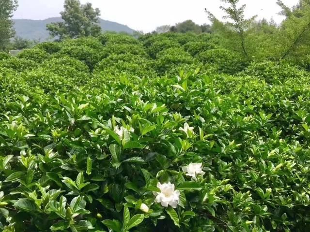 南京南站貔貅在哪里(南京南站平面图)