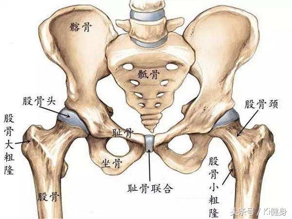 髋关节处在哪(髋关节穿刺体表定位)