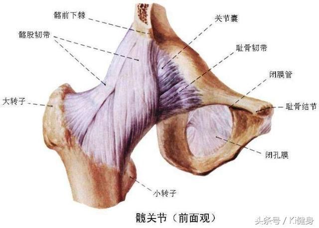 髋关节处在哪(髋关节穿刺体表定位)