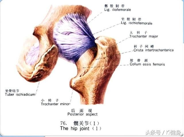 髋关节处在哪(髋关节穿刺体表定位)