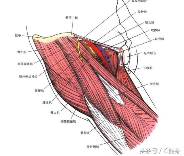 髋关节处在哪(髋关节穿刺体表定位)