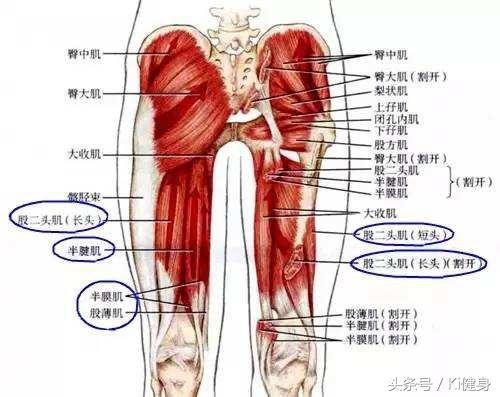 髋关节处在哪(髋关节穿刺体表定位)