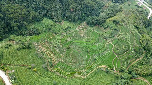 铁观音在哪里(铁观音哪里的最出名)