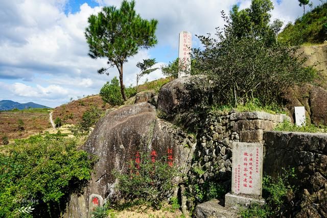 铁观音在哪里(铁观音哪里的最出名)