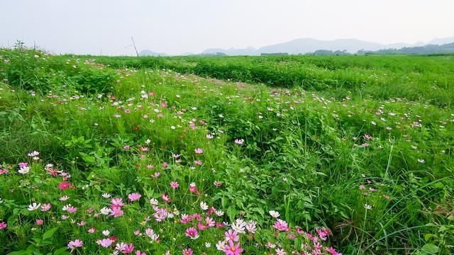 龙船山在哪(龙船上将)