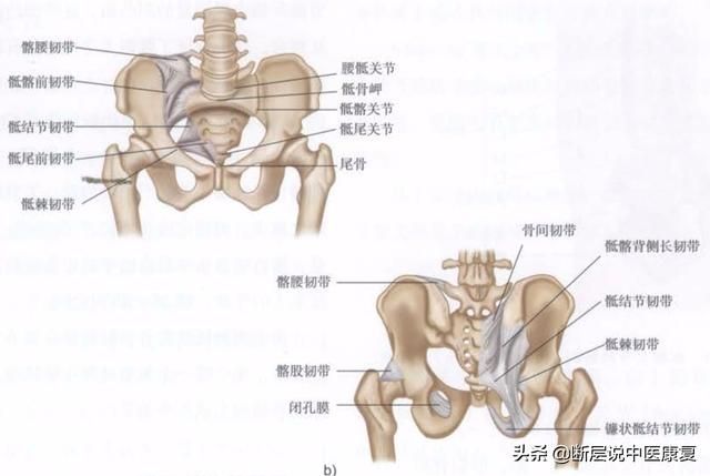 屁股线在哪(屁股先锋同人图)