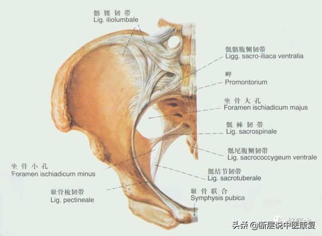 屁股线在哪(屁股先锋同人图)