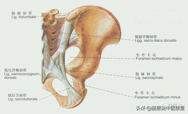 屁股线在哪(屁股先锋同人图)