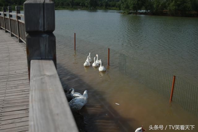 焦作湿地公园在哪(焦作大沙河湿地公园要门票吗)