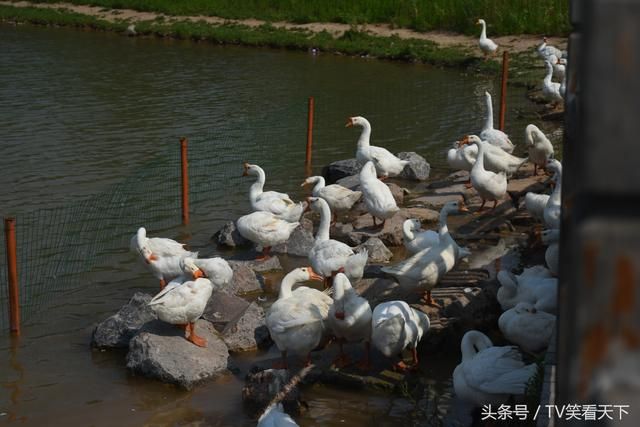 焦作湿地公园在哪(焦作大沙河湿地公园要门票吗)