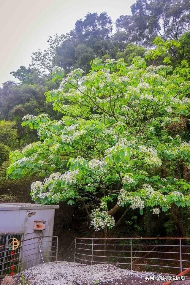 龙坑山在哪(水头龙坑山)