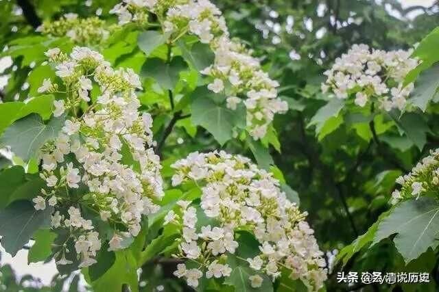 龙坑山在哪(水头龙坑山)