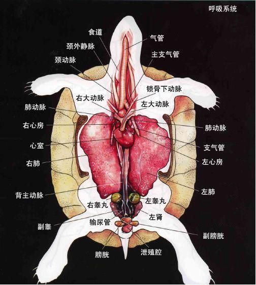 龟肾在哪(龟神在天)