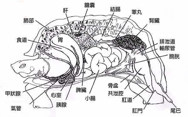 龟肾在哪(龟神在天)