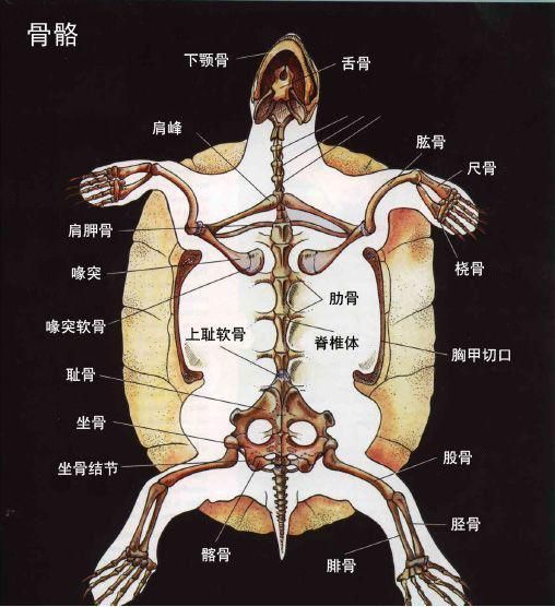 龟肾在哪(龟神在天)