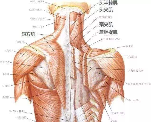 肩颈在哪里(肩颈在哪个位置图片)