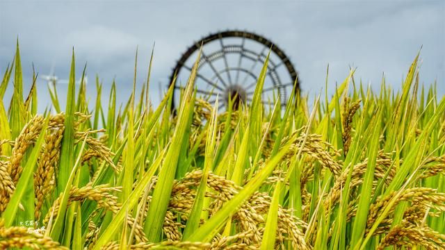 稻梦空间在哪(稻梦空间在哪里)