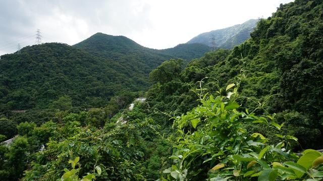 老虎涧在哪(梧桐山老虎涧有蚊虫吗)