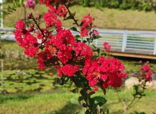 紫颂花在哪(紫颂花怎么种)