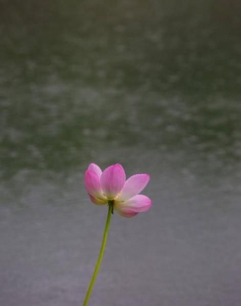 紫颂花在哪(紫颂花怎么种)