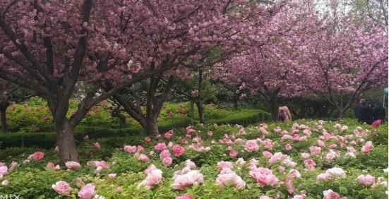 紫颂花在哪(紫颂花怎么种)