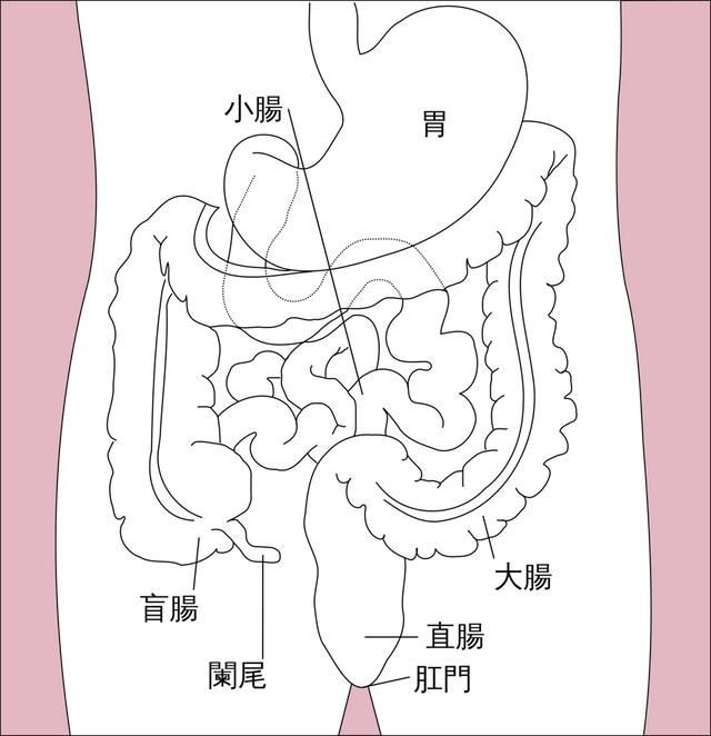 直肠在哪边(直肠在哪个部位)