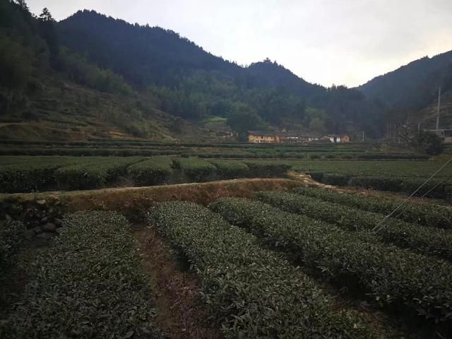 关于茶窝在哪的信息