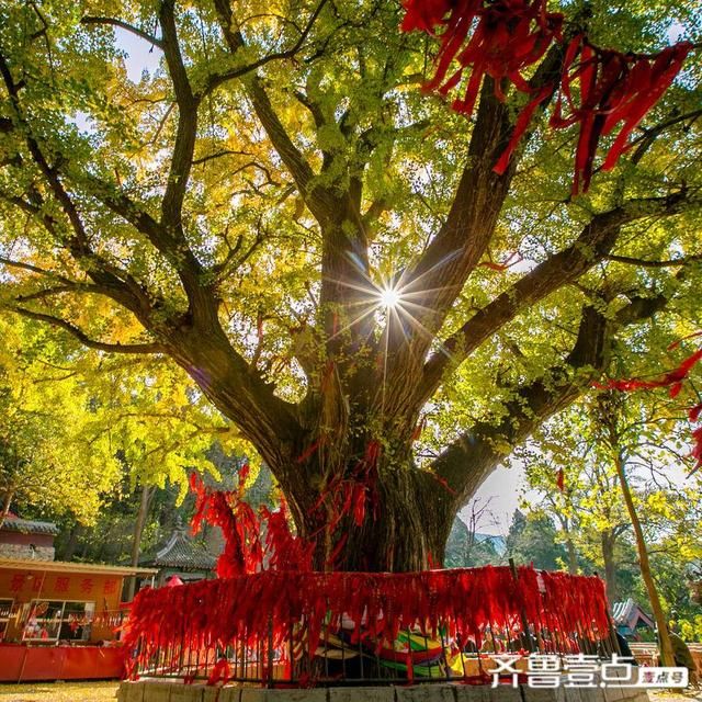 五凤山在哪里(武都五凤山门票)