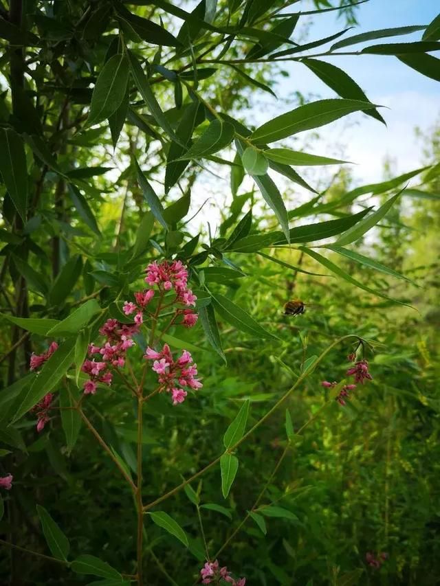 芳草湖在哪里(乌鲁木齐芳草湖在哪里)